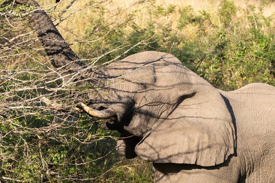 An African Elephant feeding in the wild, South Africa.