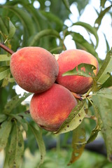 Bio peaches on a tree