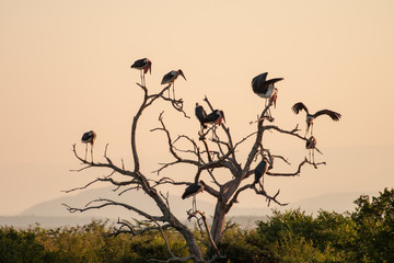 A group of Marabou Storks perched in and flying around a dead tree in South Africa.