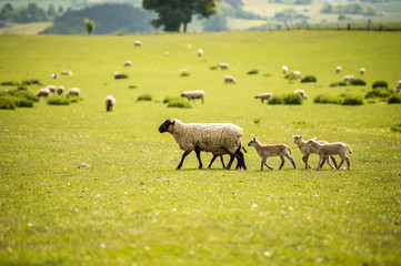 sheep in field