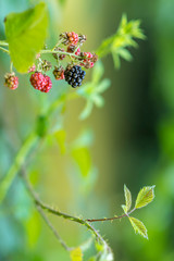 black berries against green background with copy space