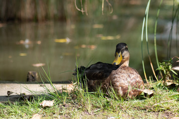 duck in the water pond