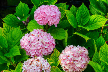 Pink hydrangea or hortensia in a garden