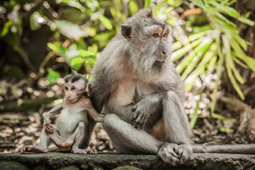 Naklejka na ściany i meble Mother monkey holding her baby at Sacred Monkey Forest