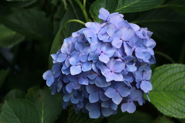 紫陽花