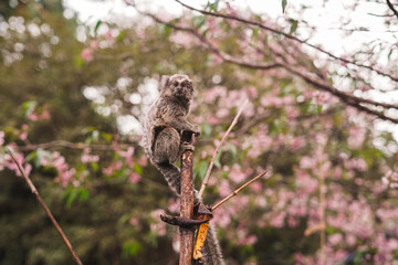 Macaquinho brincando na árvore de cerejeira florida