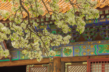 Pear blossom in the courtyard of  the Palace of Obeying the Heaven in the Forbidden City in Beijing