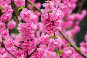 Fototapeta premium Close up of cherry blossoms, in the Jingshan Park in Beijing