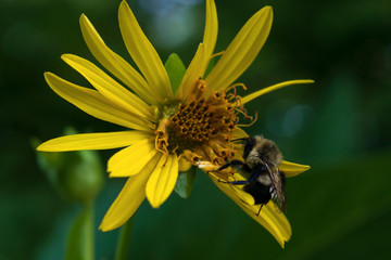 Bee on yellow flower