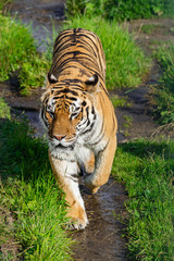 Siberian tiger, (Panthera tigris altaica), walking along a dirt road with vegetation, with afternoon sunlight