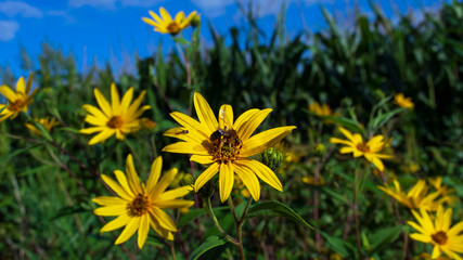 Bees pollinating yellow flowers on edge of cornfield