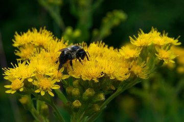 Bee on yellow flower