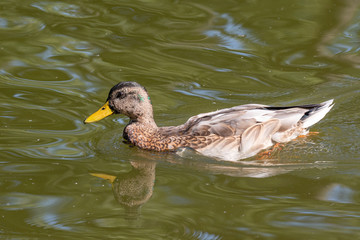 Young Male Mallard duck, mallard, Eurasian wild duck, Anas platyrhynchos.
