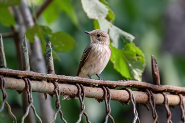 Spotted Flycatcher ( Muscicapa striata) sitting on the branch in the forest