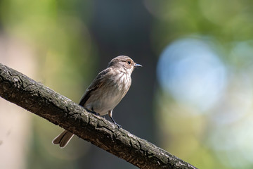 Spotted Flycatcher ( Muscicapa striata) sitting on the branch in the forest.