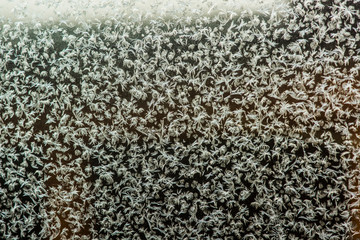 closeup of sunflower seeds on a white background