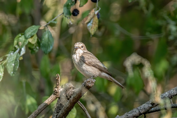 Spotted Flycatcher ( Muscicapa striata) sitting on the branch in the forest.