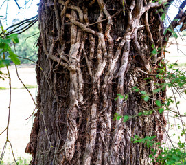 Oak tree trunk, bark and liana