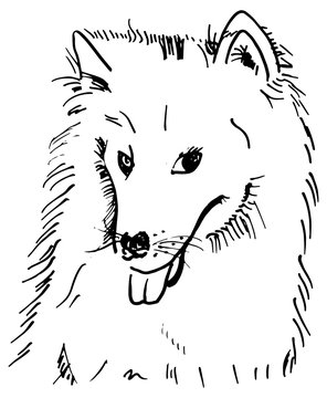 A vector pen and ink drawing of a smililng samoyed dog on a white background