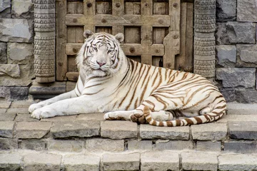 Fototapeten White tiger in front of the wall © Geert