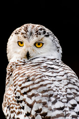 snowy owl (Bubo scandiacus) sitting and looking at you, with dark background