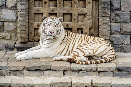 White tiger in front of the wall