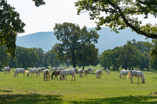 Lipizzaner horses