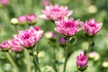 Obraz na płótnie Canvas Chrysanthemum flowers in the farmer's garden