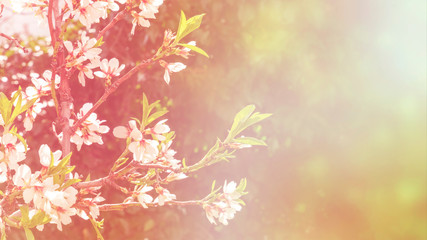 Almond flowers in bloom on a blurred background with copy space, selective focus, toned image