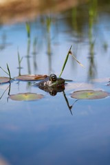 Frog by the Lily Pads