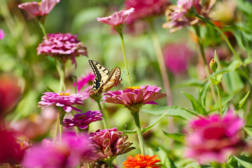 A beautiful butterfly on a flower