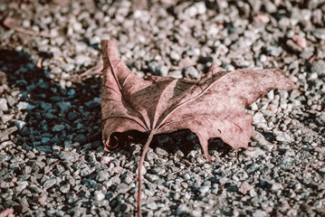Dry leaf. The beauty of autumn.