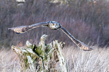 An Eurasian Eagle Owl (Bubo bubo) flies over a meadow in Gloucestershire