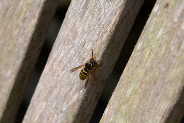 Wasp foraging for cellulose