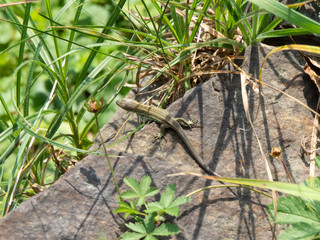 Small gecko sitting on stone in top view