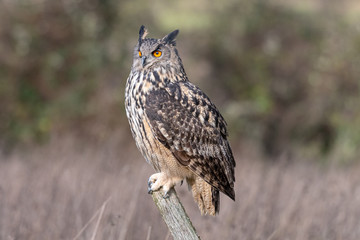 Portrait of Eurasian Eagle Owl at rest in a meadow in Gloucestershire