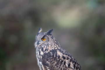 Portrait of Eurasian Eagle Owl at rest in a meadow in Gloucestershire
