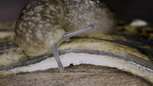 Snail without shell, macro close up 4k slow motion 120fps