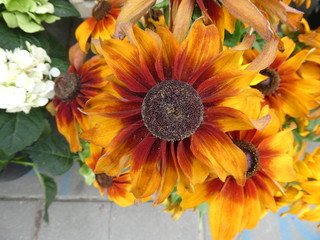 verschiedene Blücken und Pflanzen im August 2019 in Berlin