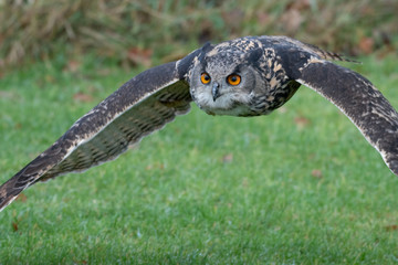 An Eurasian Eagle Owl (Bubo bubo) flies over a meadow in Gloucestershire