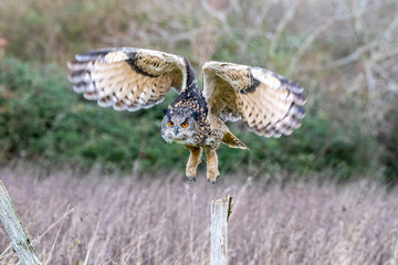 Fototapeta premium An Eurasian Eagle Owl (Bubo bubo) flies over a meadow in Gloucestershire