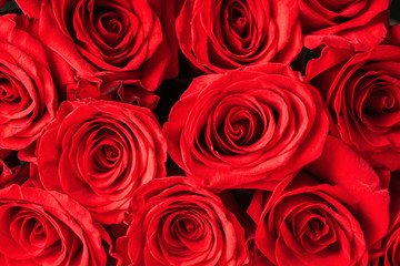 Buds of red roses close-up. Bright festive floral background.