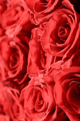 Buds of red roses close-up. Bright festive floral background.