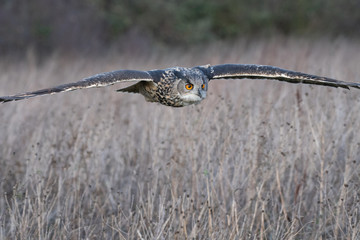 An Eurasian Eagle Owl (Bubo bubo) flies over a meadow in Gloucestershire