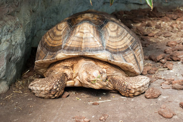 Obraz premium Central Asian large adult turtle alone on the stones