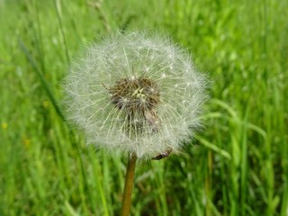 Pusteblume