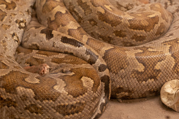 A close-up view of a wild Indian Rock Python (Python sebae)