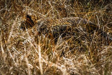 Take a Walk on a Wildside