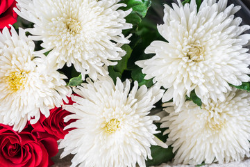 Buds of red roses and white chrysanthemums close-up. Bright festive floral background.