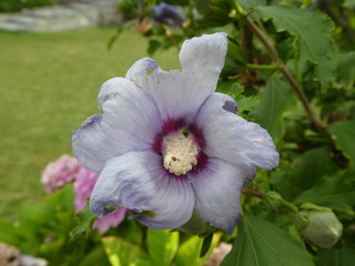 verschiedene Blücken und Pflanzen im August 2019 in Berlin